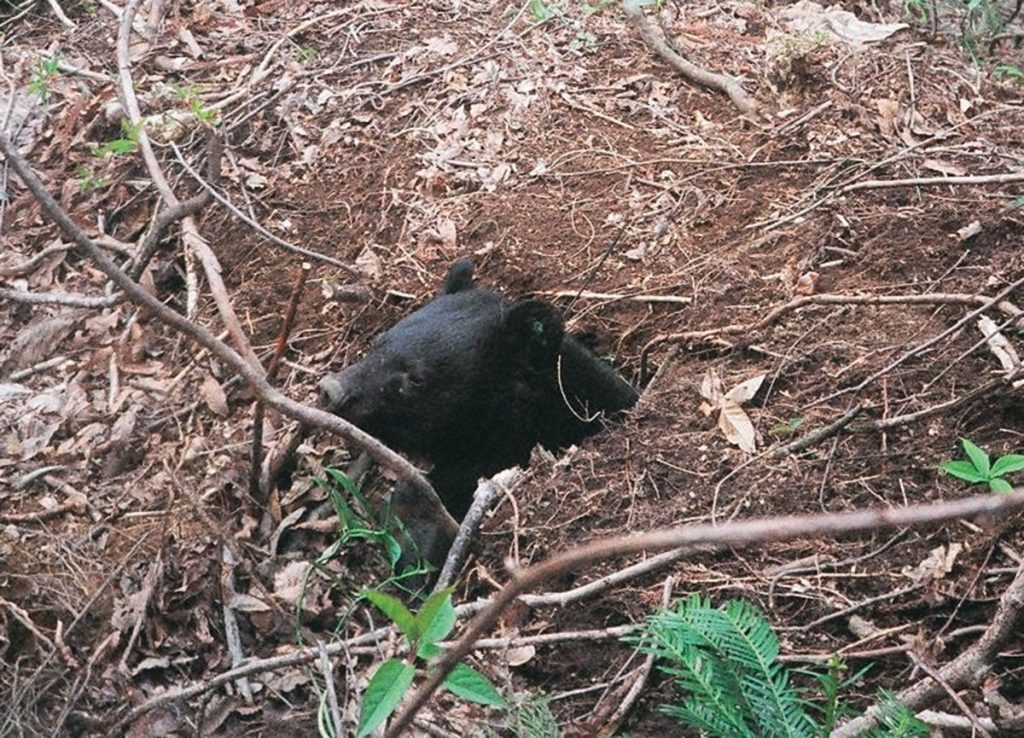 人間もできる？ 動物の冬眠の不思議に迫ろう！ - こども新聞（しんぶん）- みて・しる・まなぶ